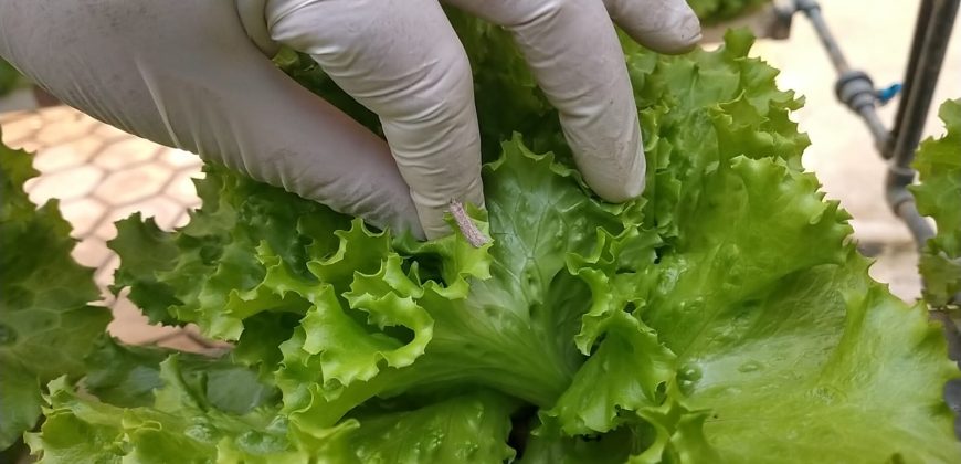 خس الباتافيا الأخضر (Batavia Green Lettuce)