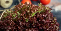 الزراعة المائية Hydroponics