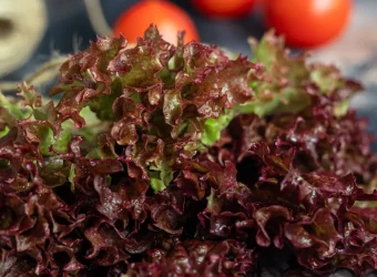 خس باتافيا الأحمر (Batavia red lettuce)