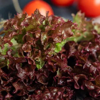خس باتافيا الأحمر (Batavia red lettuce)