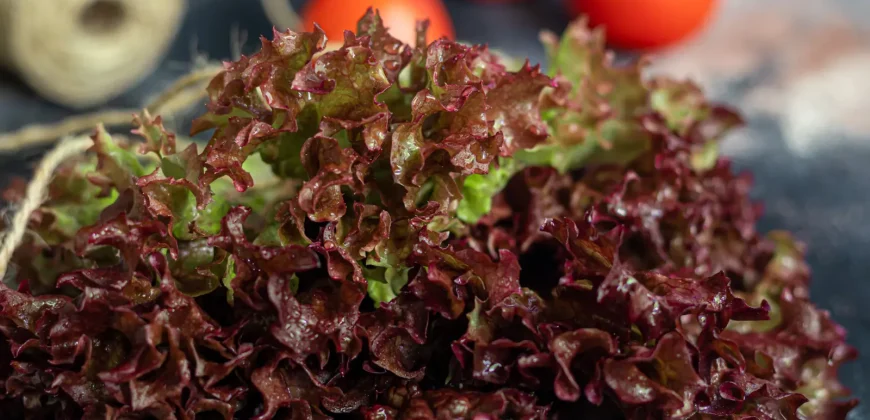 الزراعة المائية Hydroponics