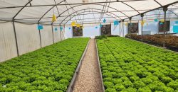 خس الباتافيا الأخضر (Batavia Green Lettuce)