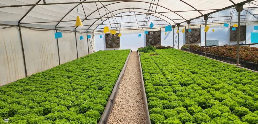 خس الباتافيا الأخضر (Batavia Green Lettuce)