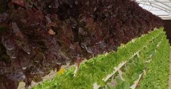 الزراعة المائية Hydroponics
