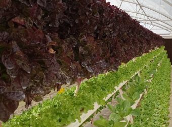 الزراعة المائية Hydroponics