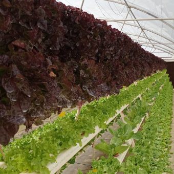 الزراعة المائية Hydroponics