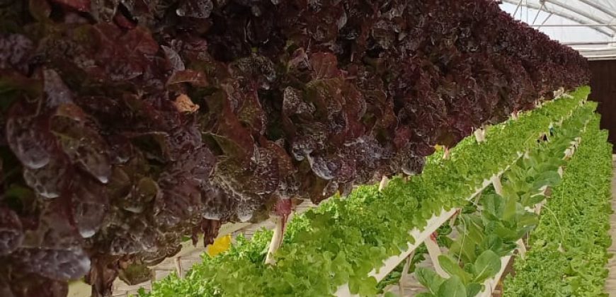 الزراعة المائية Hydroponics