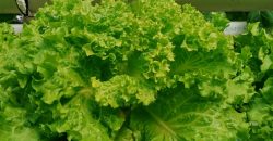 خس الباتافيا الأخضر (Batavia Green Lettuce)