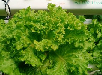 خس الباتافيا الأخضر (Batavia Green Lettuce)