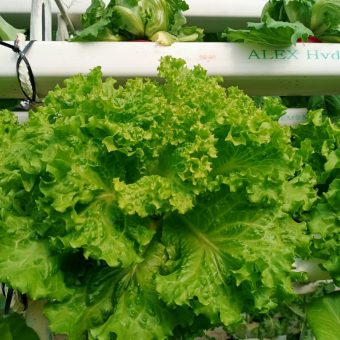 خس الباتافيا الأخضر (Batavia Green Lettuce)