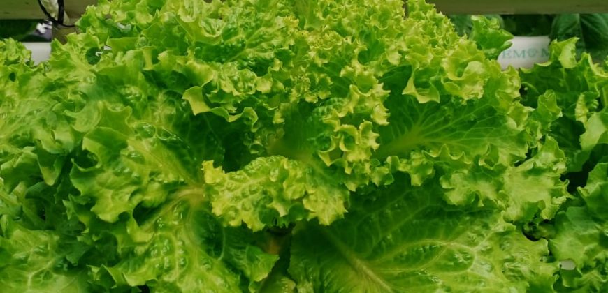 خس الباتافيا الأخضر (Batavia Green Lettuce)