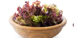 الزراعة المائية Hydroponics