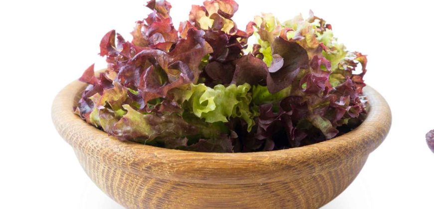 الزراعة المائية Hydroponics