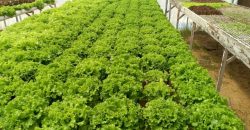 خس الباتافيا الأخضر (Batavia Green Lettuce)