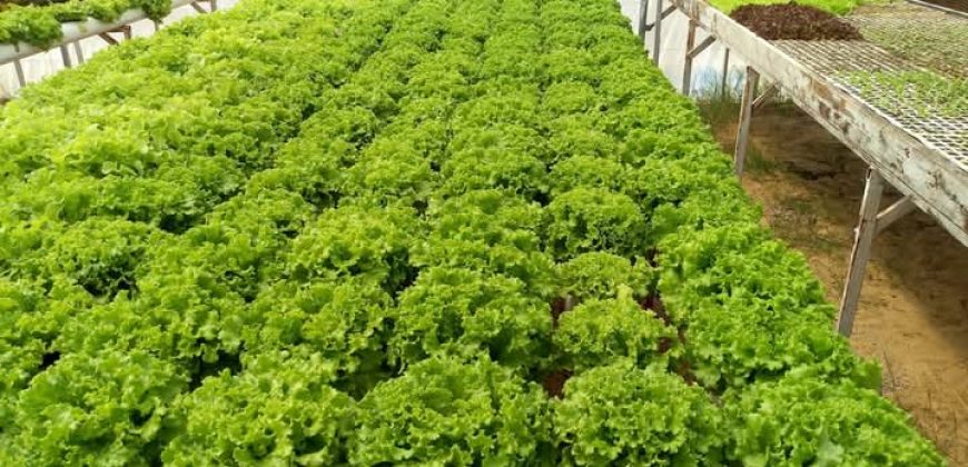 خس الباتافيا الأخضر (Batavia Green Lettuce)