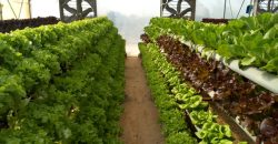خس الباتافيا الأخضر (Batavia Green Lettuce)