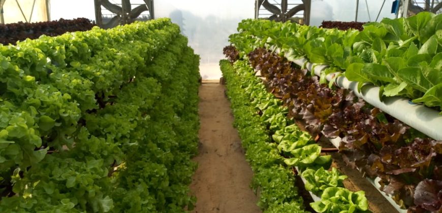 خس الباتافيا الأخضر (Batavia Green Lettuce)