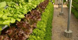 خس الباتافيا الأخضر (Batavia Green Lettuce)