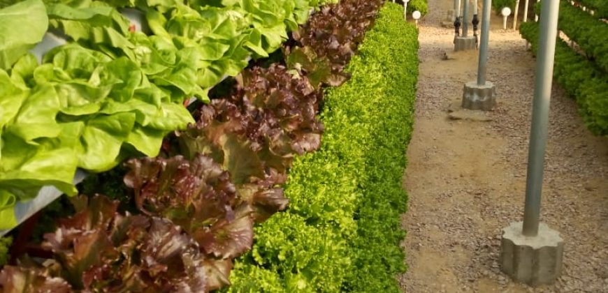 خس الباتافيا الأخضر (Batavia Green Lettuce)