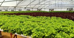 خس الباتافيا الأخضر (Batavia Green Lettuce)