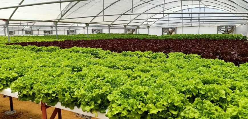 خس الباتافيا الأخضر (Batavia Green Lettuce)