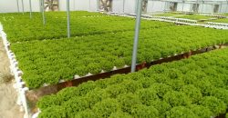 خس الباتافيا الأخضر (Batavia Green Lettuce)