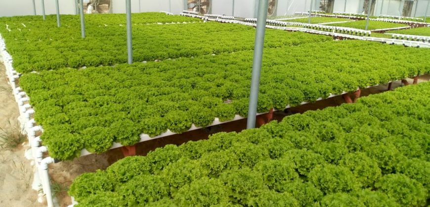 خس الباتافيا الأخضر (Batavia Green Lettuce)