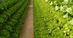خس الباتافيا الأخضر (Batavia Green Lettuce)