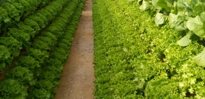 خس الباتافيا الأخضر (Batavia Green Lettuce)