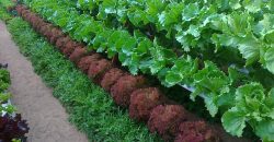 خس الباتافيا الأخضر (Batavia Green Lettuce)
