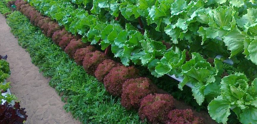 خس الباتافيا الأخضر (Batavia Green Lettuce)